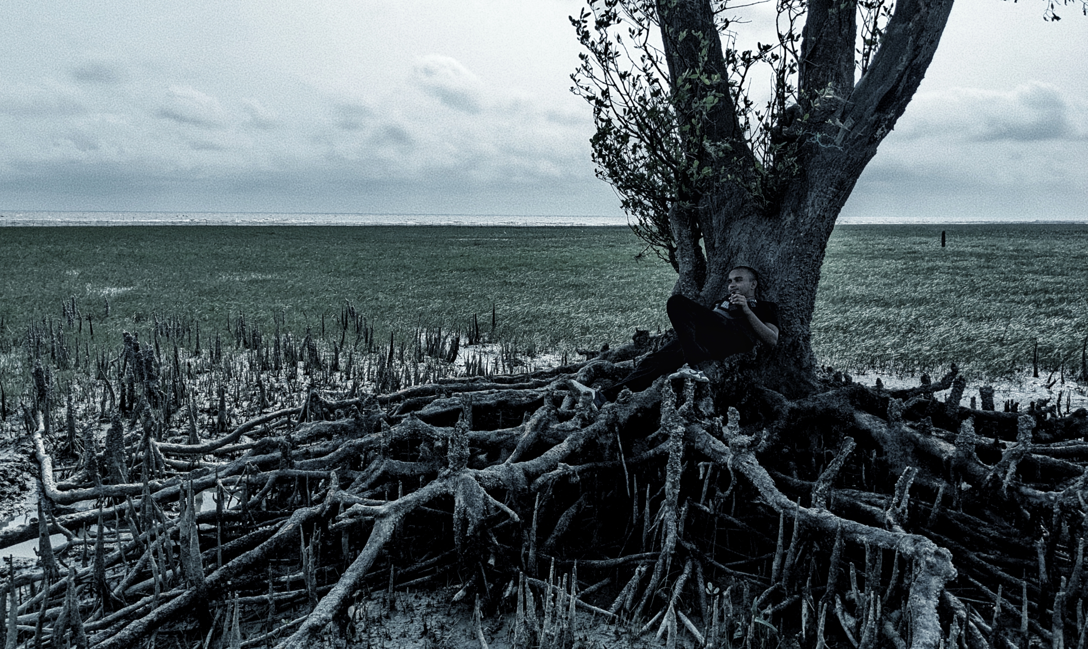 roots